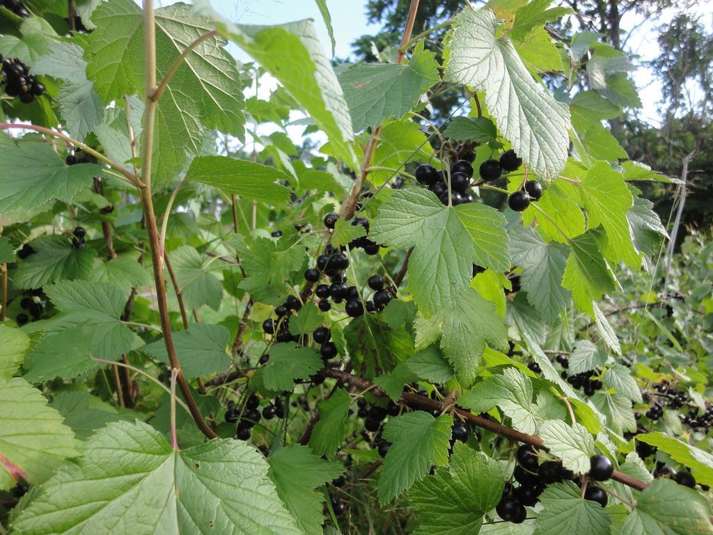 Landhaus Farm Anima No Sato Abashiri
